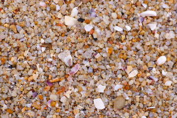 Sand, gravel, and small golden yellow shells on the beach.