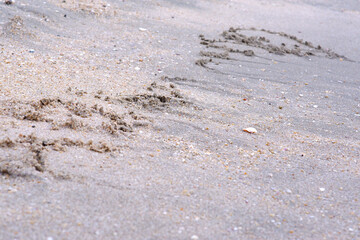Brown beach sand