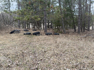 discarded tires abandoned in the forest