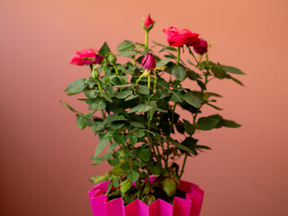 Bushy indoor roses in a pink pot. Miniature roses in the interior and garden. Rose plant in a pot. Mini roses have similar attributes to hybrid teas but in a much smaller size