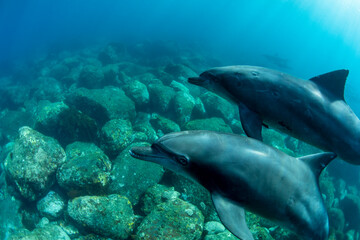 Two wild dolphins swimming side by side