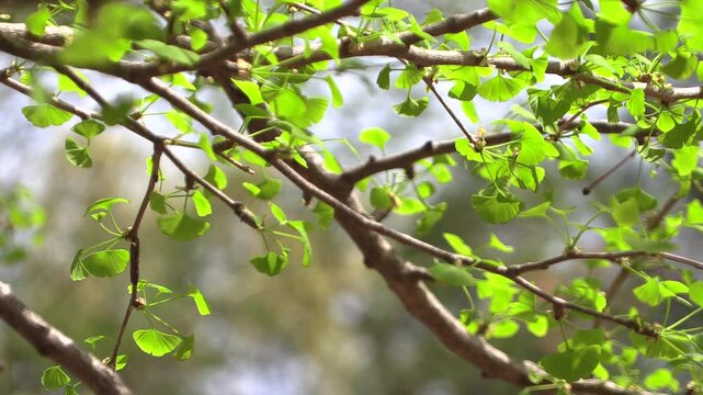 The leaves of the green ginkgo tree shake in the wind.
