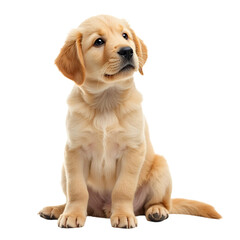 golden-retriever-puppy-cute-dog-portrait