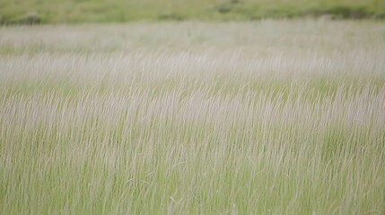Serene Field of Tall Grass, Gentle Breeze, Nature Scene, Soft Light, Pastoral Landscape, Summer Meadow
