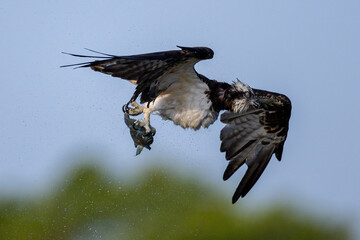 The beautiful flight characteristics of Osprey in Thailand.