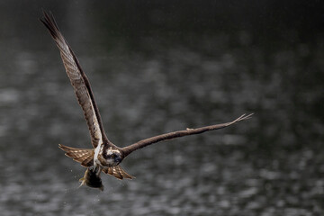 The beautiful flight characteristics of Osprey in Thailand.