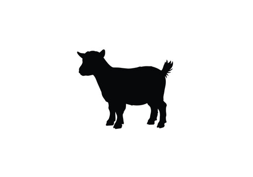Pygmy goat silhouette. This image shows a black silhouette of a pygmy goat standing with a compact build, symbolizing a small but sturdy livestock breed. Vector clipart illustration design.