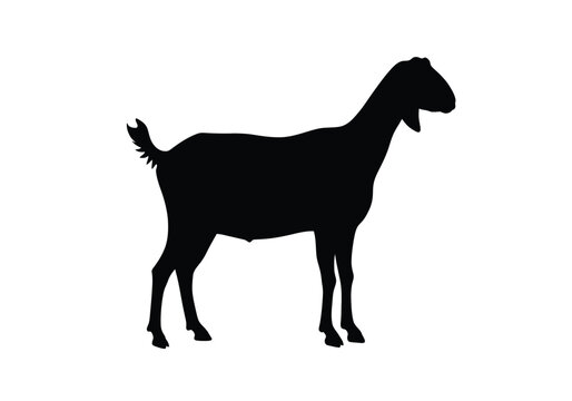 Nubian goat silhouette. This image shows a black silhouette of a Nubian goat with distinctive curved horns and a beard, symbolizing rural livestock and agriculture. Vector clipart illustration design.