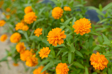 明るく咲くマリーゴールドの花壇