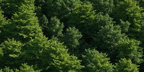 Fototapeta premium Übergang vom dichten Laubwald zu einer offenen Lichtung mit saftig grüner Wiese in der Sommersonne