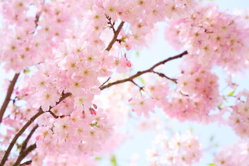 淡いピンクの思川桜　青空背景