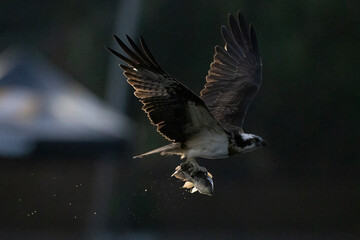 The beautiful flight characteristics of Osprey in Thailand.