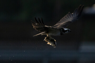 The beautiful flight characteristics of Osprey in Thailand.