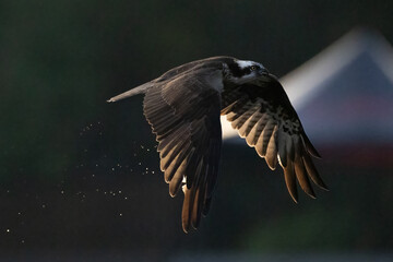 The beautiful flight characteristics of Osprey in Thailand.