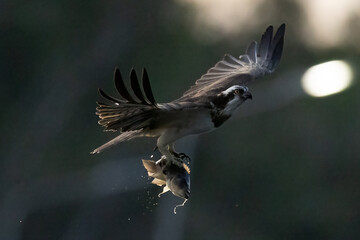 The beautiful flight characteristics of Osprey in Thailand.