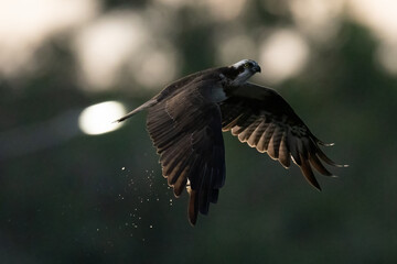 The beautiful flight characteristics of Osprey in Thailand.