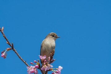 青空と桜にとまるジョウビタキの雌