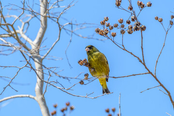 冬の木にとまるカワラヒワ