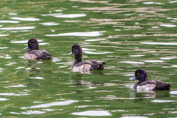 Male tufted duck, Aythya fuligula, swim in the pond