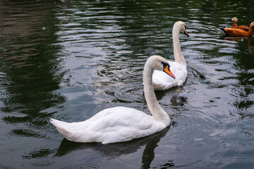 Two Graceful white Swans swimming in the lake, swans in the wild