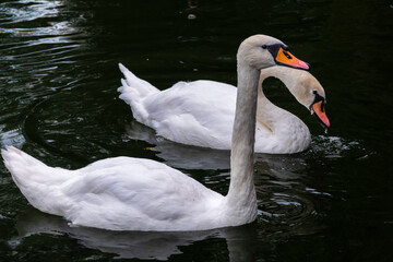 Two Graceful white Swans swimming in the lake, swans in the wild