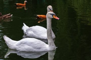 Two Graceful white Swans swimming in the lake, swans in the wild