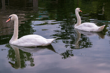 Fototapeta premium Two Graceful white Swans swimming in the lake, swans in the wild
