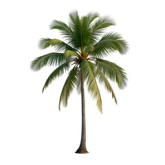 Obraz premium Coconut tree, palm tree isolated on transparent background PNG