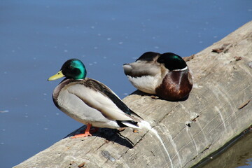 mallard duck on the log