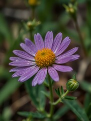 Fototapeta premium pink flower in the garden