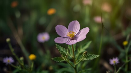 Fototapeta premium purple crocus flower