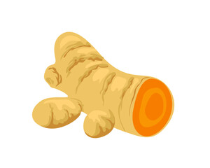 Raw turmeric root isolated on white background. Vector cartoon flat illustration.