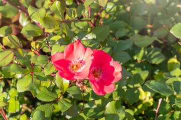 Close-up of a pink rose on green background