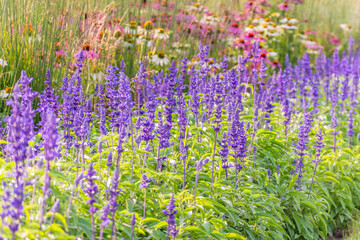 Blue Salvia farinacea flowers, or Mealy Cup Sage on green background, close-up.