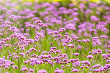 Verbena bonariensis flowers, Argentinian Vervain or Purpletop Vervain, Clustertop Vervain, Tall Verbena, Pretty Verbena, in garden