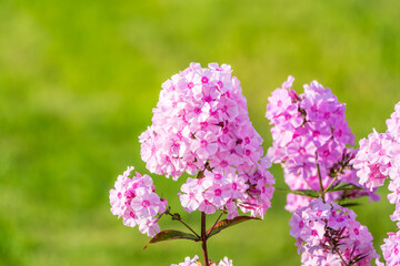 Pink phlox flowers. Phlox paniculata. Flowering herbaceous plants. Blooming phlox paniculata in the garden