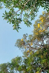 green leaves against blue sky