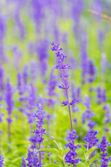Blue Salvia farinacea flowers, or Mealy Cup Sage on green background, close-up.