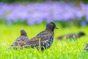 The common starling or European starling, Sturnus vulgaris, on a sprng lawn.