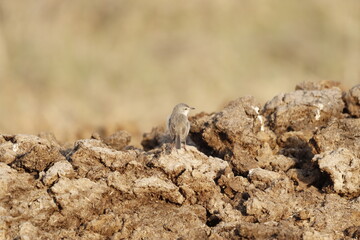 Prinia 