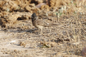 Prinia 