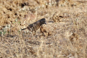 Prinia 