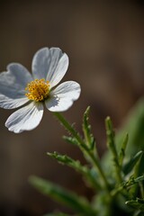Fototapeta premium white daisy flower