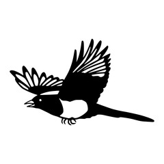 soaring magpie illustration clipart