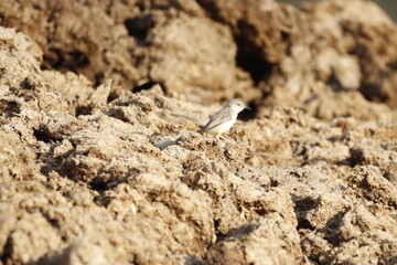 Prinia 