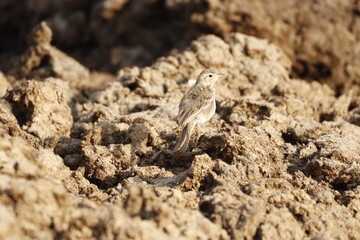 Prinia 