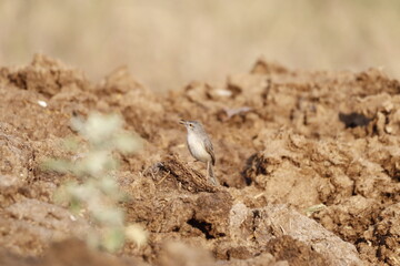 Prinia