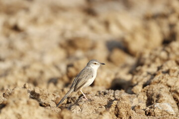Prinia
