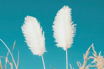 Two pristine white feathers against a vibrant teal sky, amidst a field of grasses