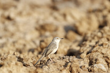 Prinia